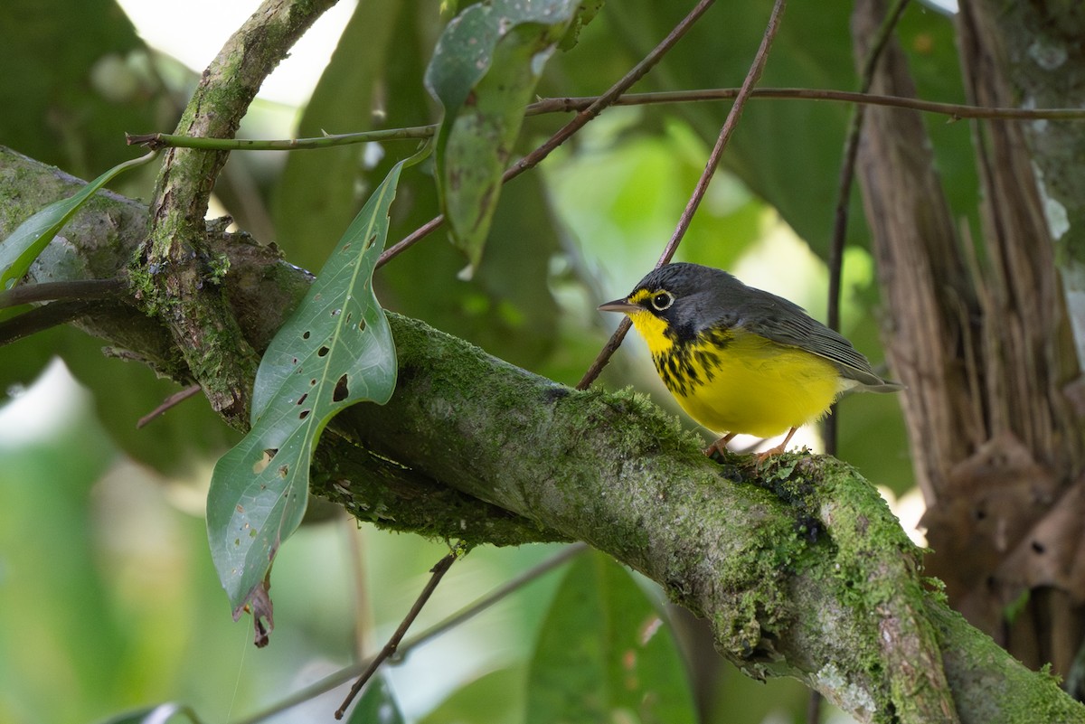 Канадская вильсония - ML646478331