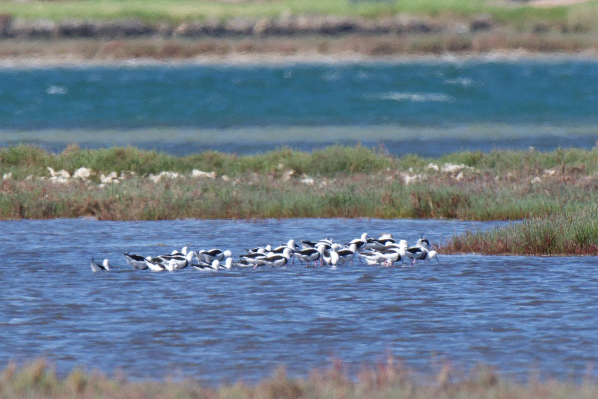 Banded Stilt - ML646478333
