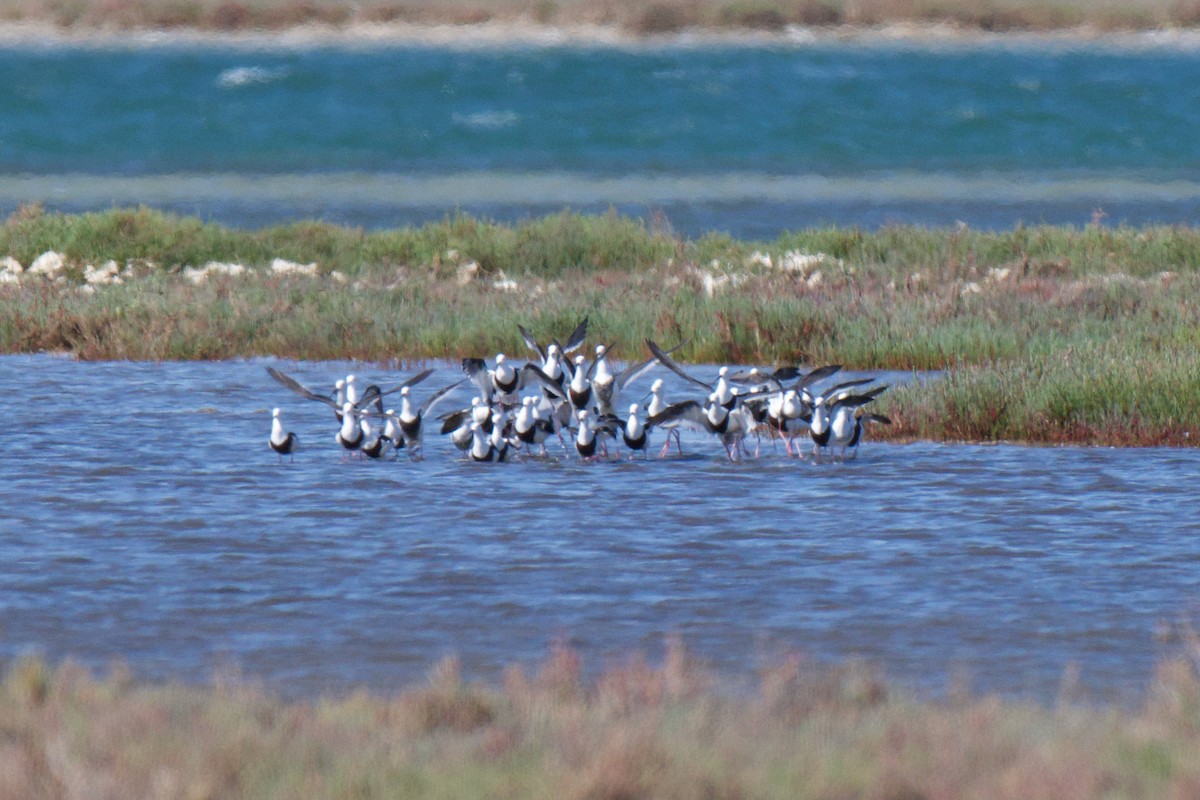 Banded Stilt - ML646478337