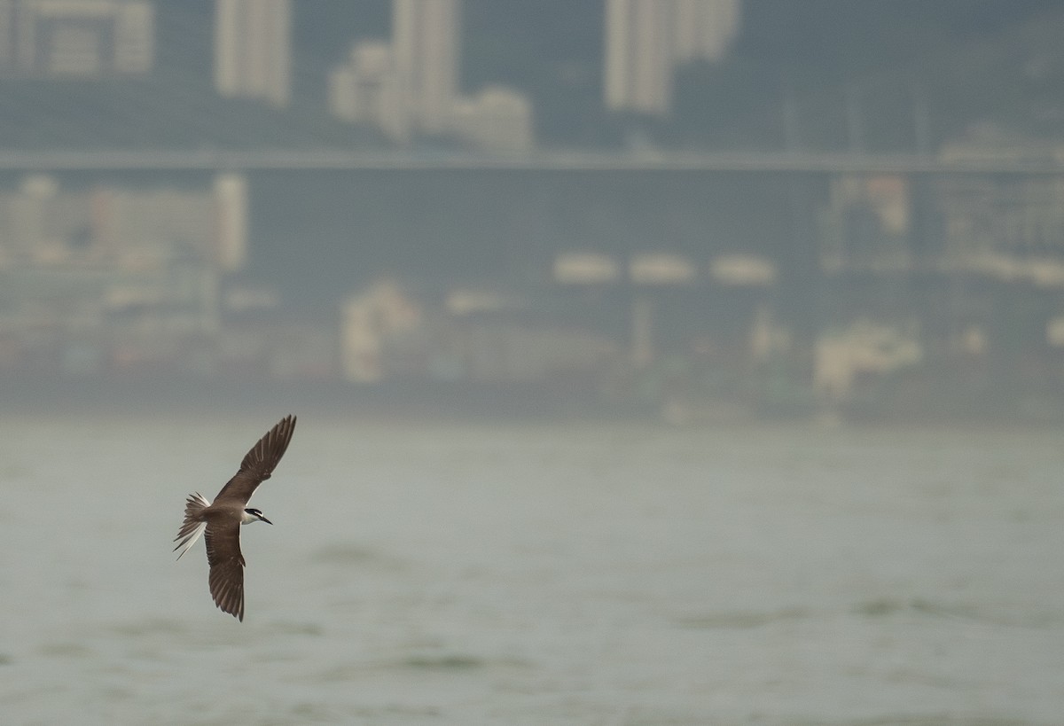 Bridled Tern - ML646478339