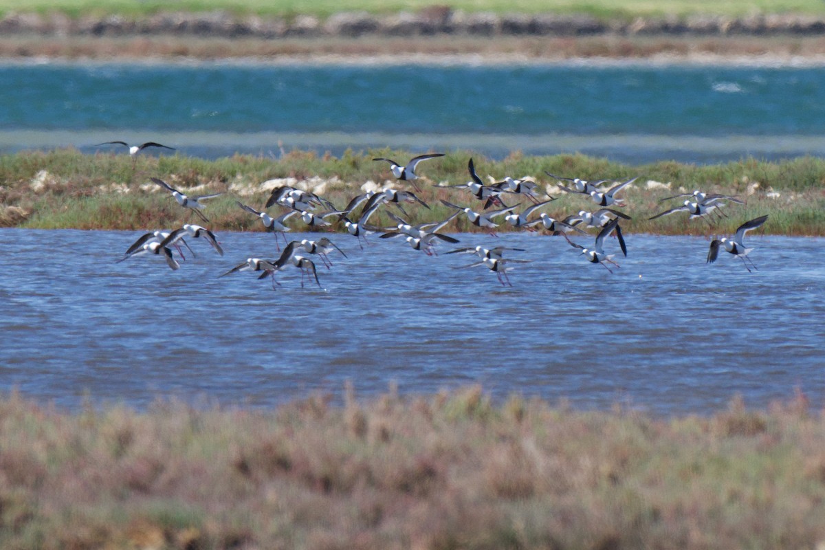 Banded Stilt - ML646478340