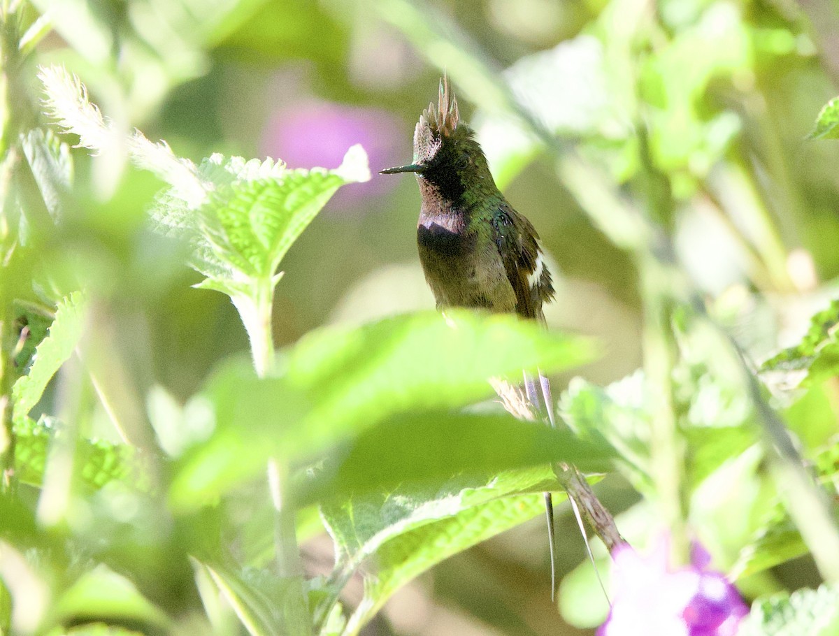 Tepeli Telkuyruk - ML646478343