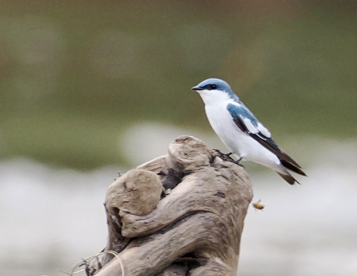 White-winged Swallow - ML646478344
