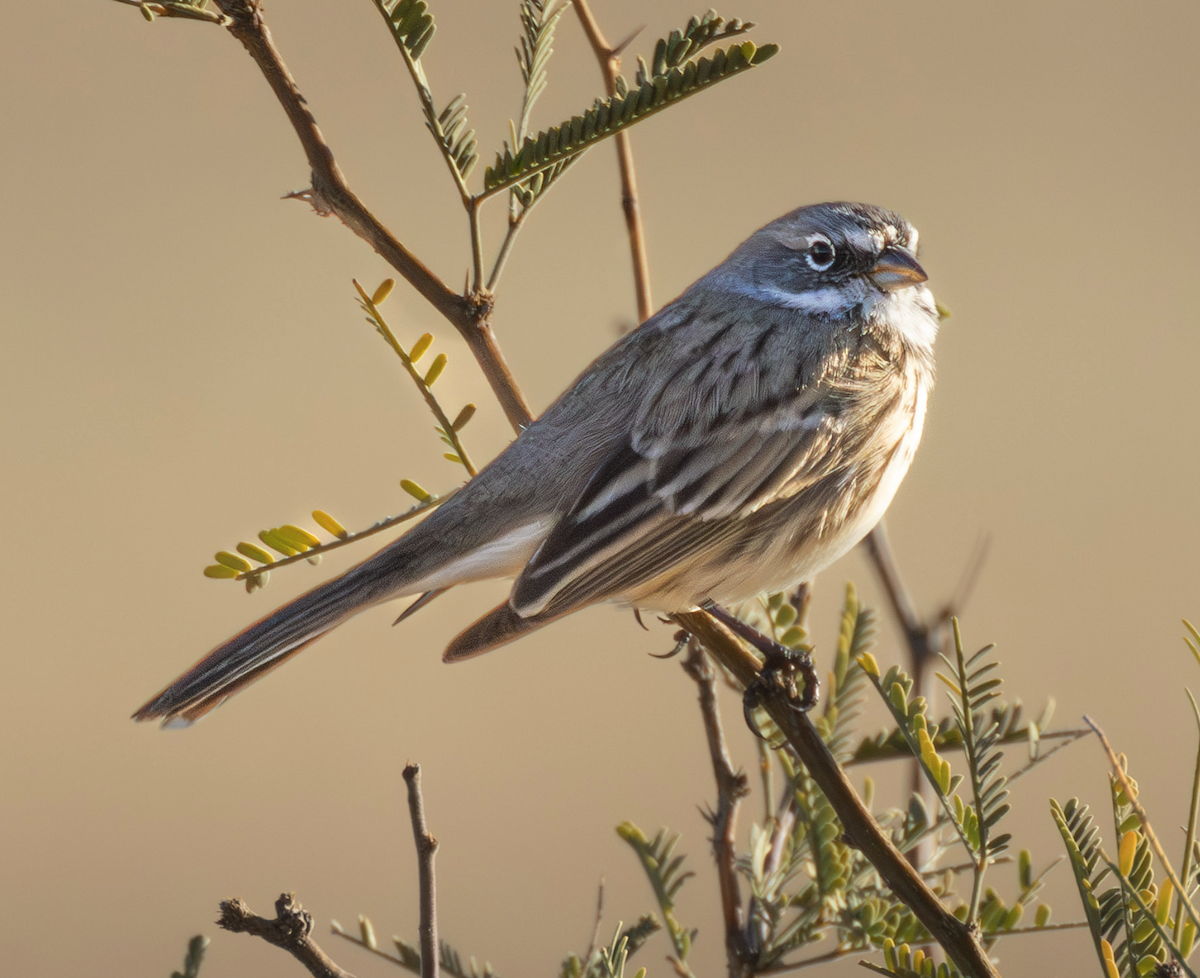 Sagebrush Sparrow - ML646478345