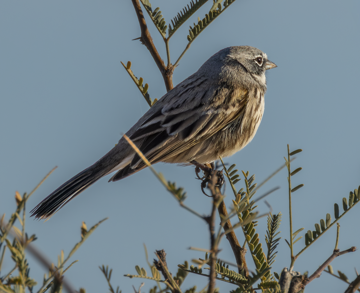 Sagebrush Sparrow - ML646478346