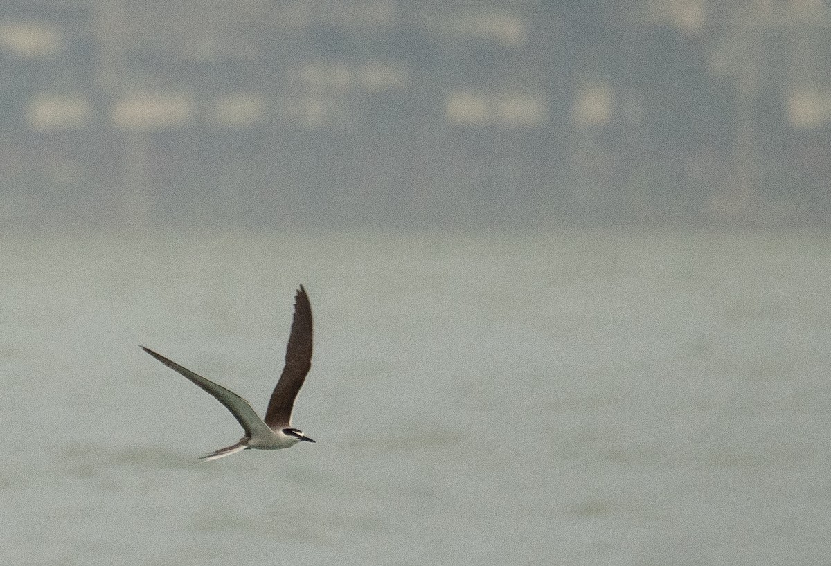Bridled Tern - ML646478351