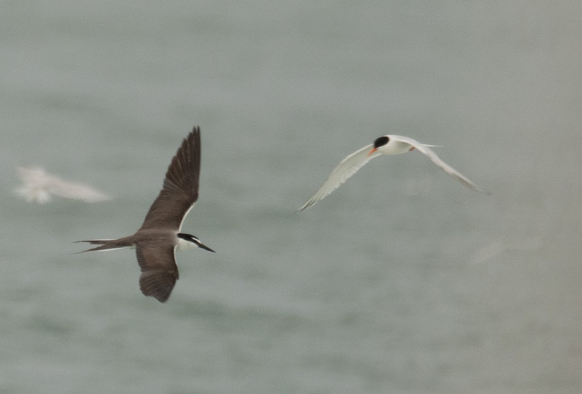 Bridled Tern - ML646478352
