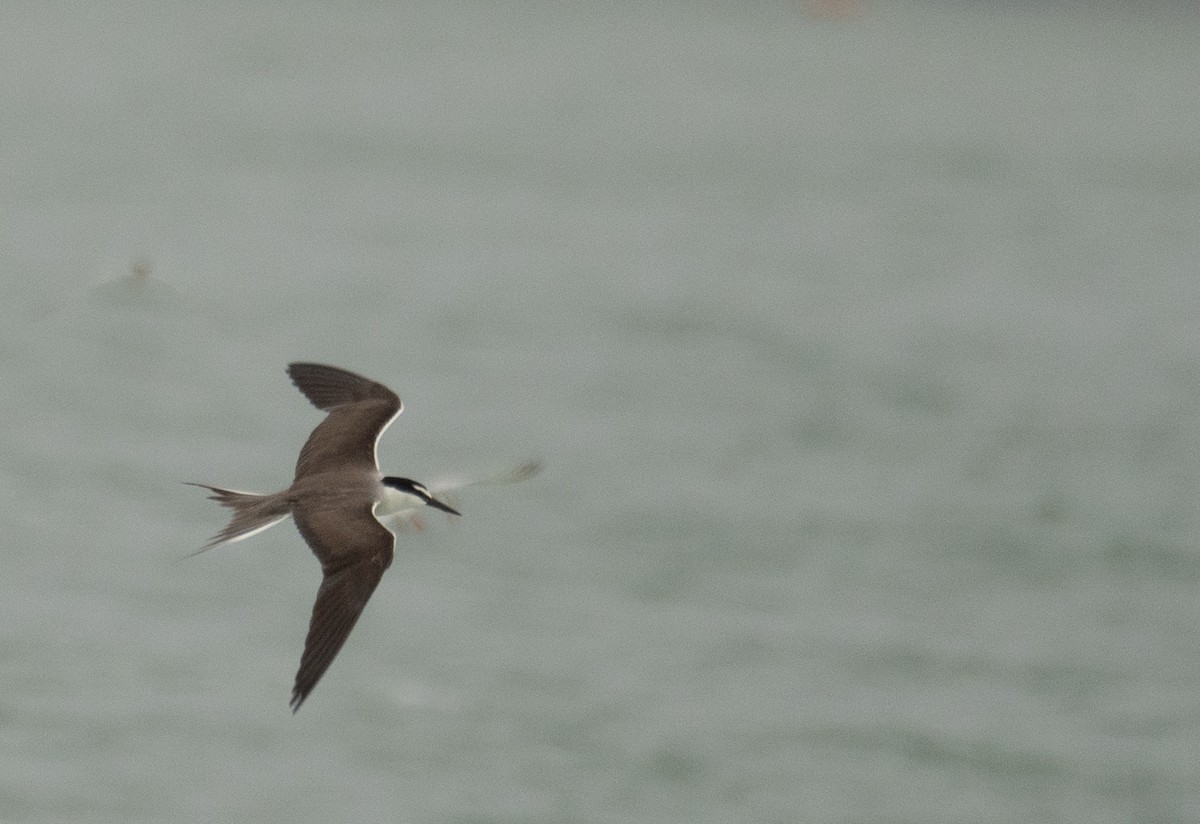 Bridled Tern - ML646478353
