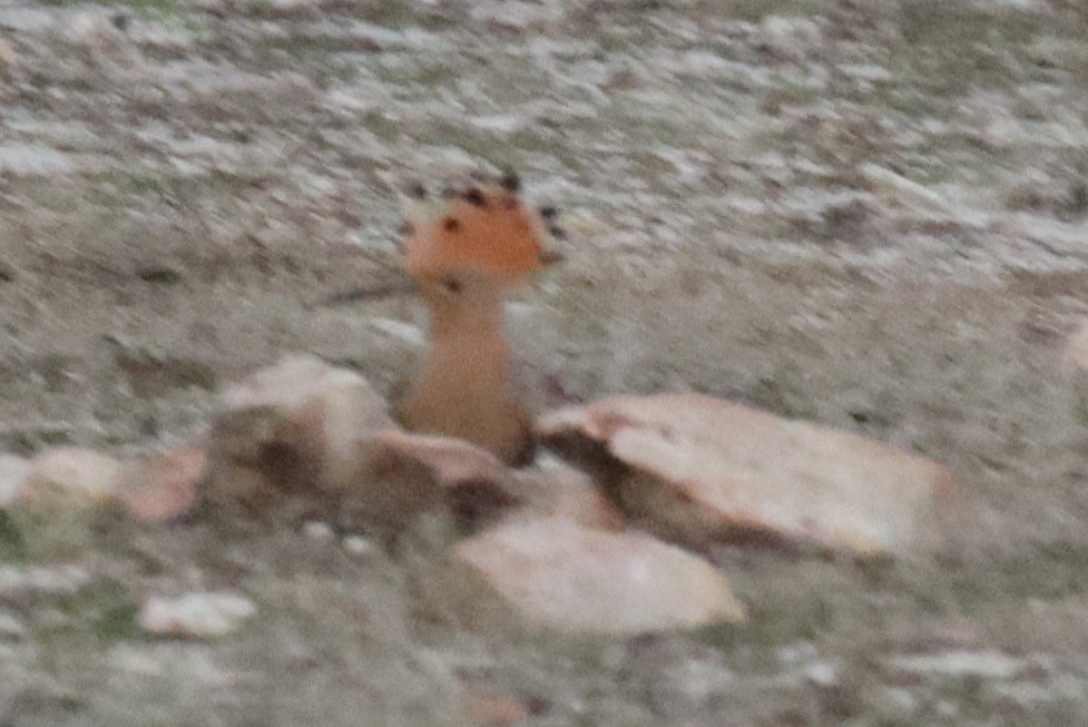 dudek chocholatý - ML646478354