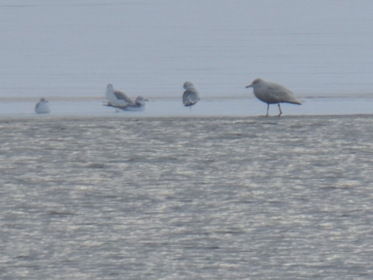 Glaucous Gull - ML646478357