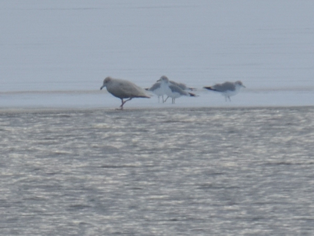 Glaucous Gull - ML646478358