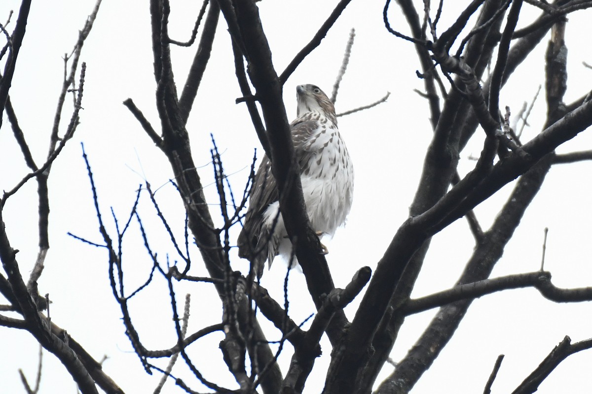 Cooper's Hawk - ML646478360