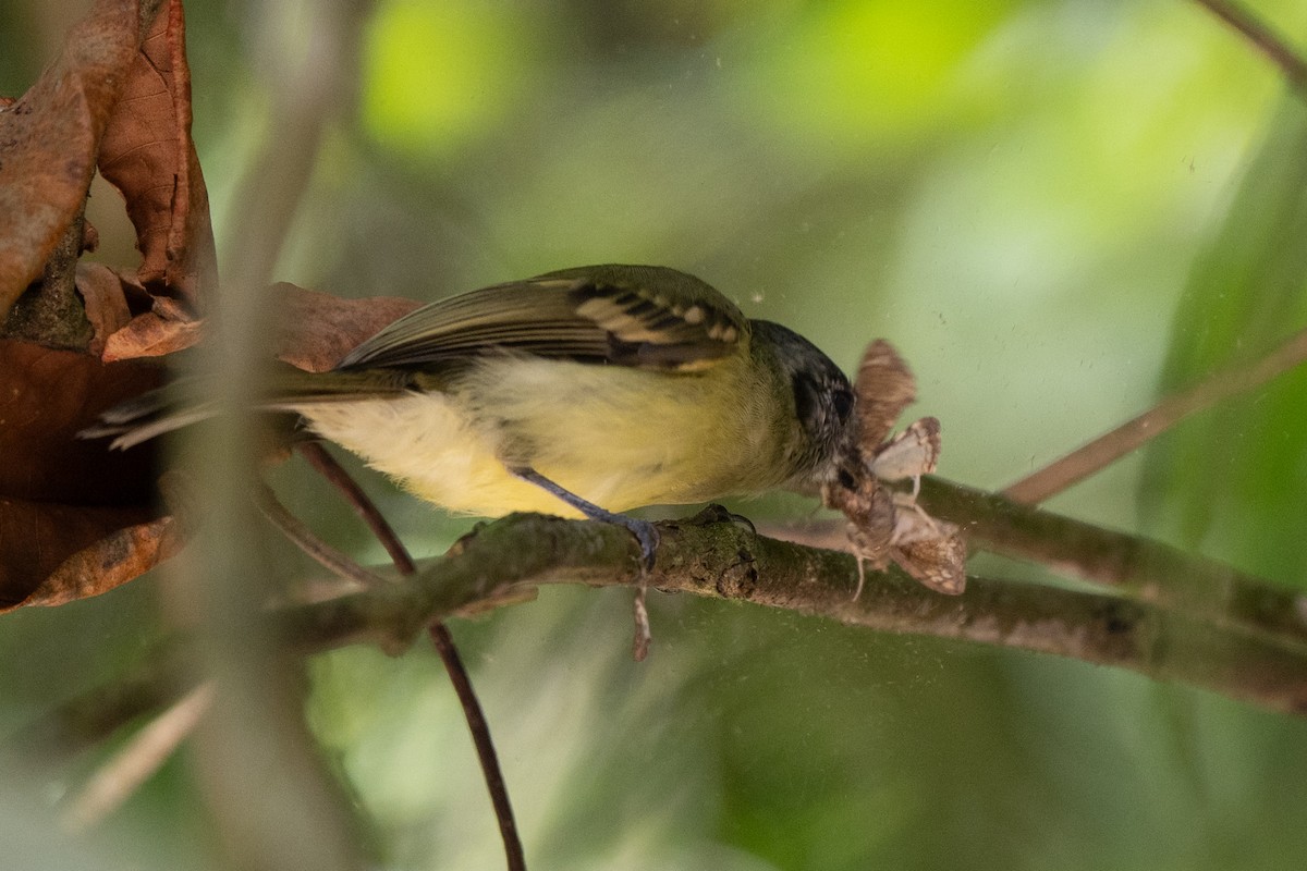 skiferkronetyrann - ML646478366