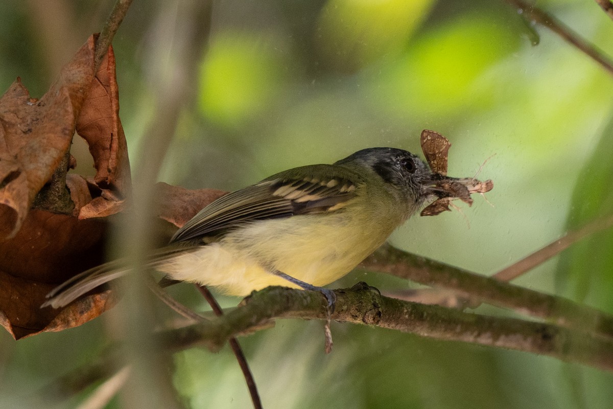 skiferkronetyrann - ML646478367