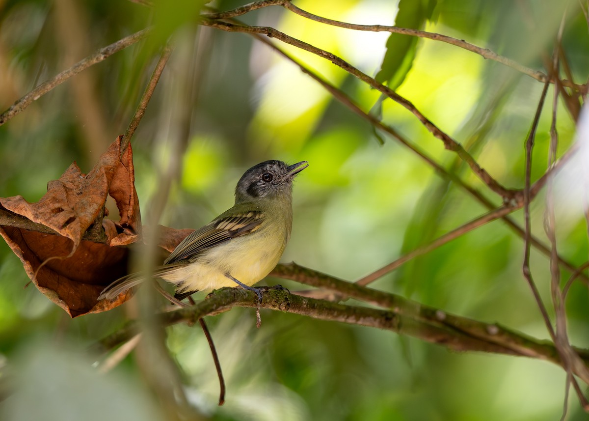 skiferkronetyrann - ML646478368