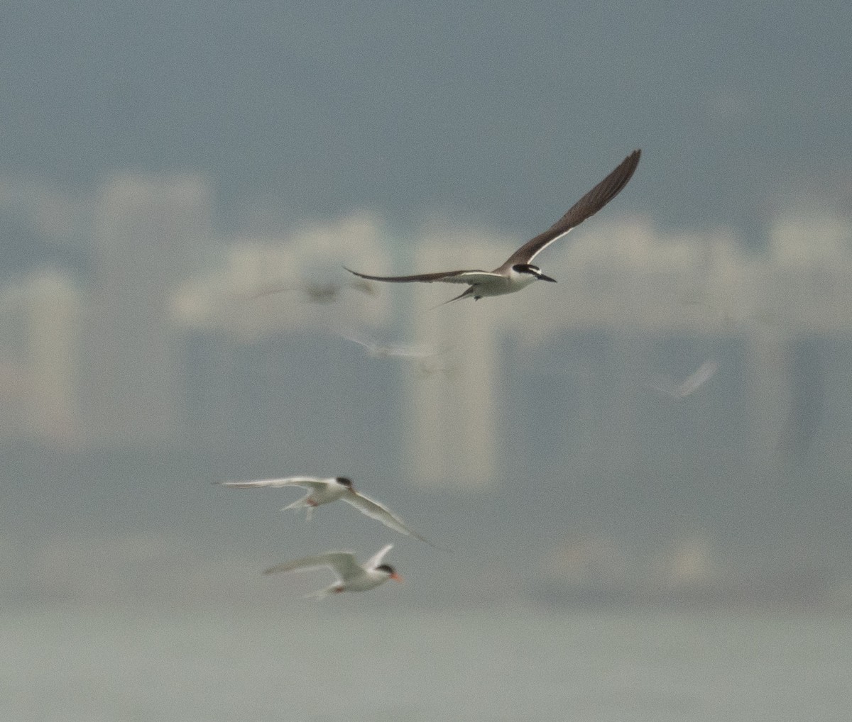 Bridled Tern - ML646478369