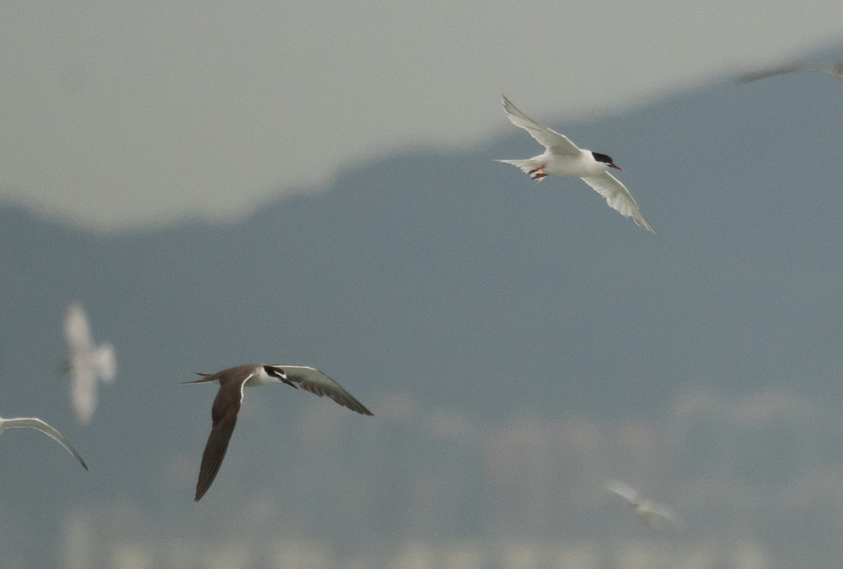 Bridled Tern - ML646478370