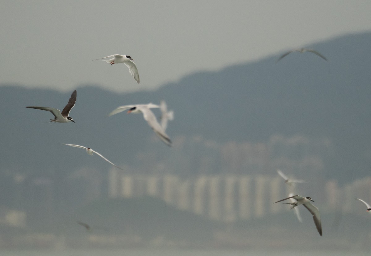 Bridled Tern - ML646478371