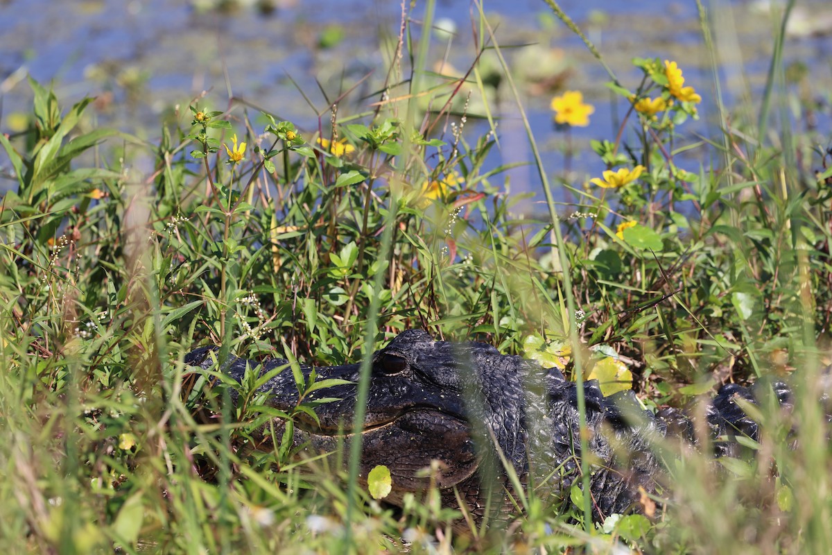 American Alligator - ML646478373