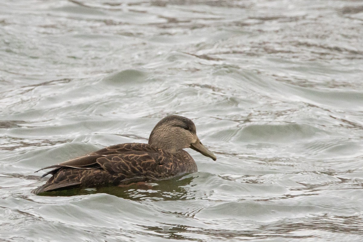 American Black Duck - ML646478374