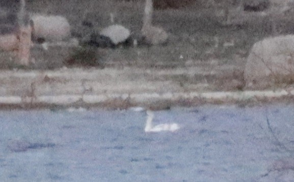 labuť velká - ML646478376