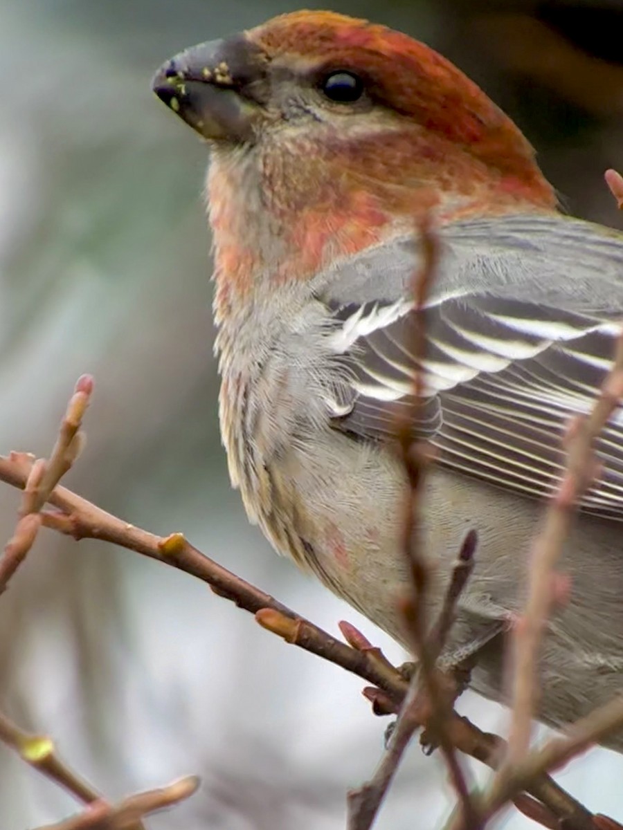 ギンザンマシコ - ML646478378