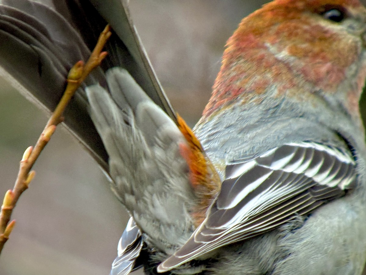 ギンザンマシコ - ML646478379