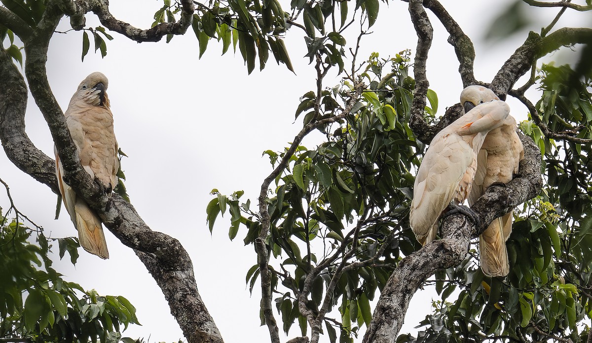 kakadu molucký - ML646478384