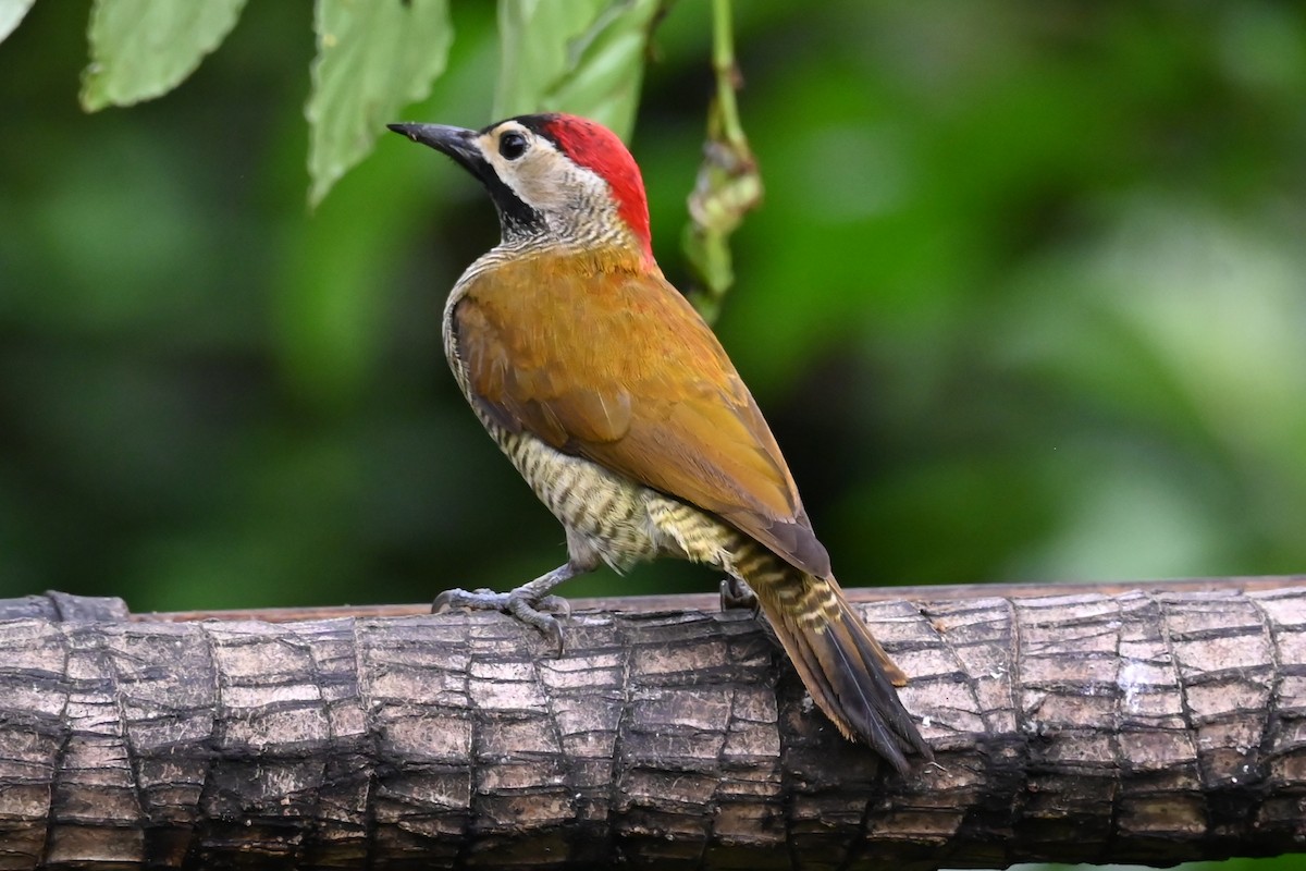 datel olivozlatý - ML646478387