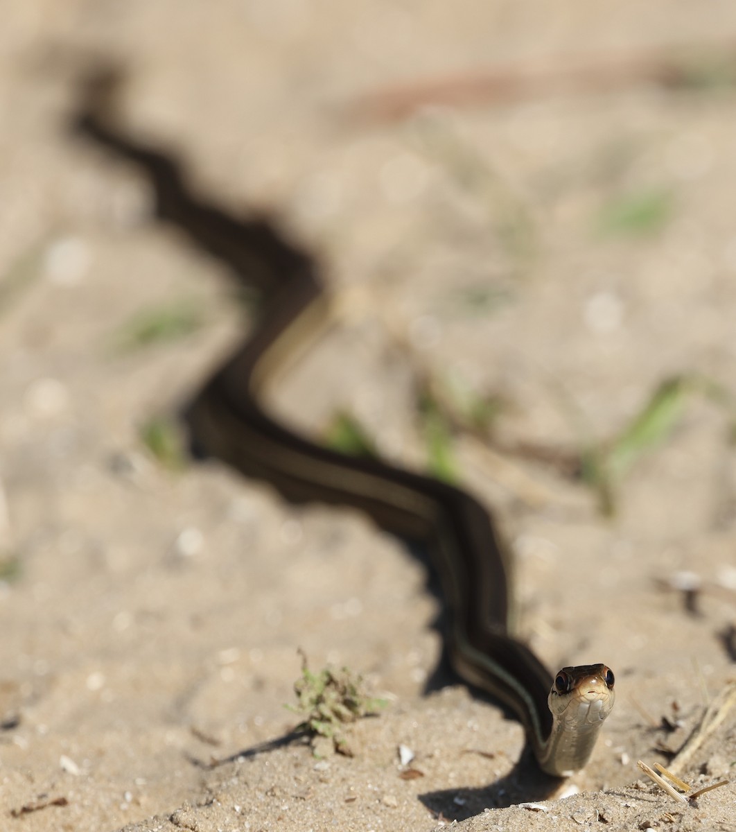 Common Ribbon Snake - ML646478390