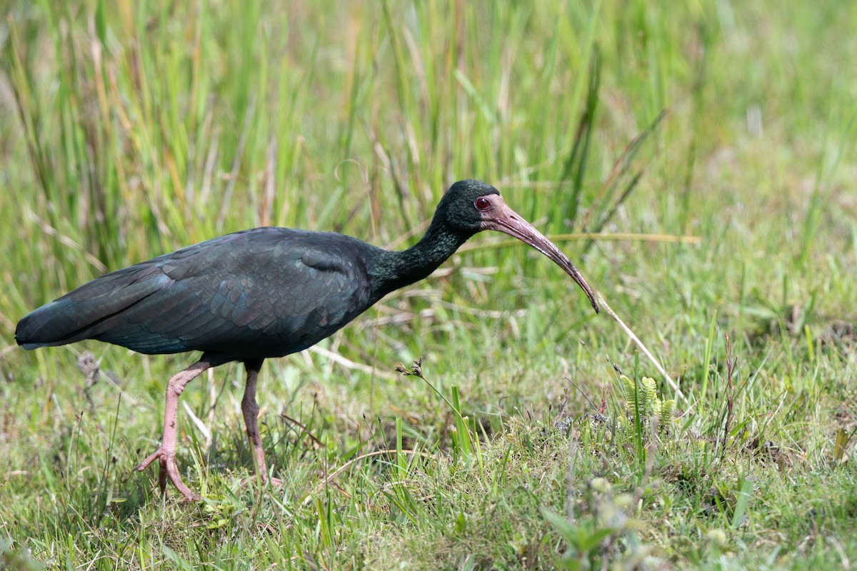 Bare-faced Ibis - ML646478391