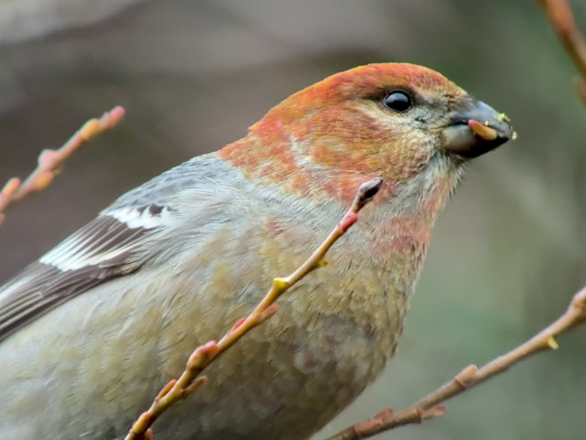 ギンザンマシコ - ML646478392