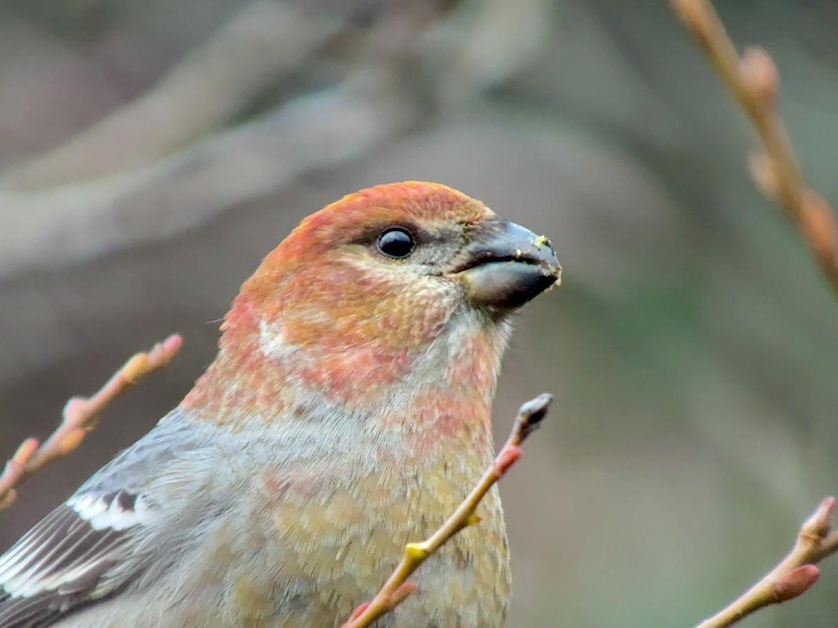 ギンザンマシコ - ML646478393