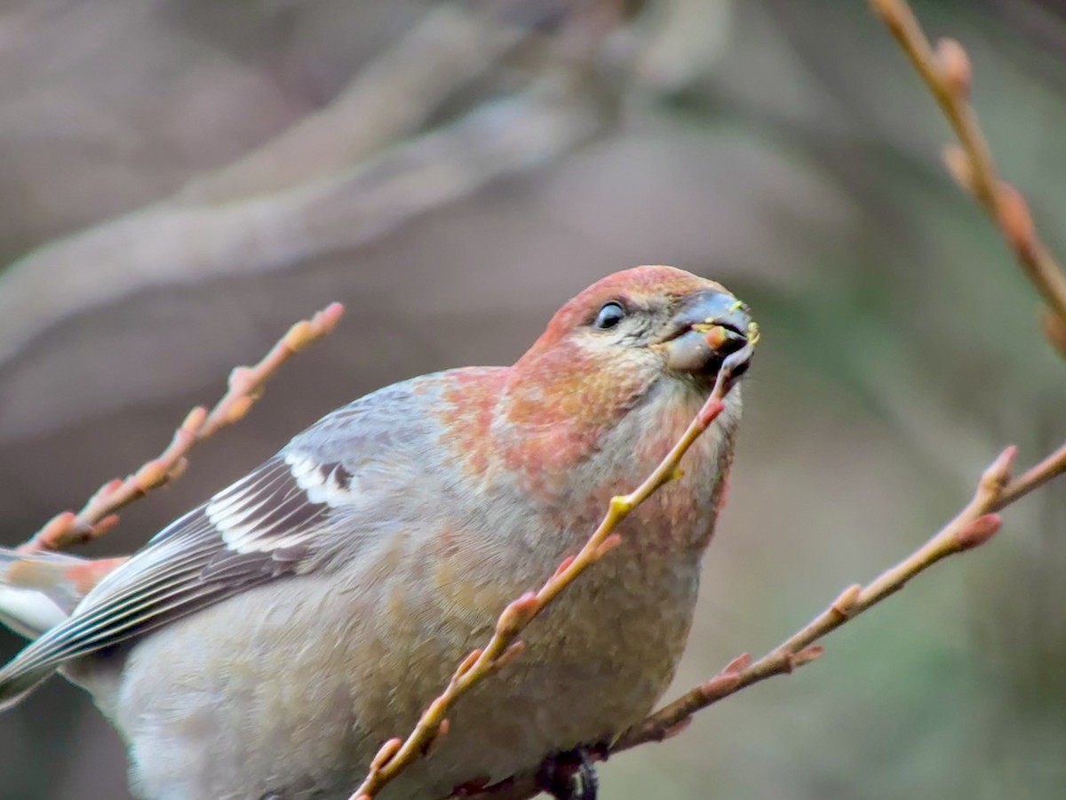 ギンザンマシコ - ML646478394