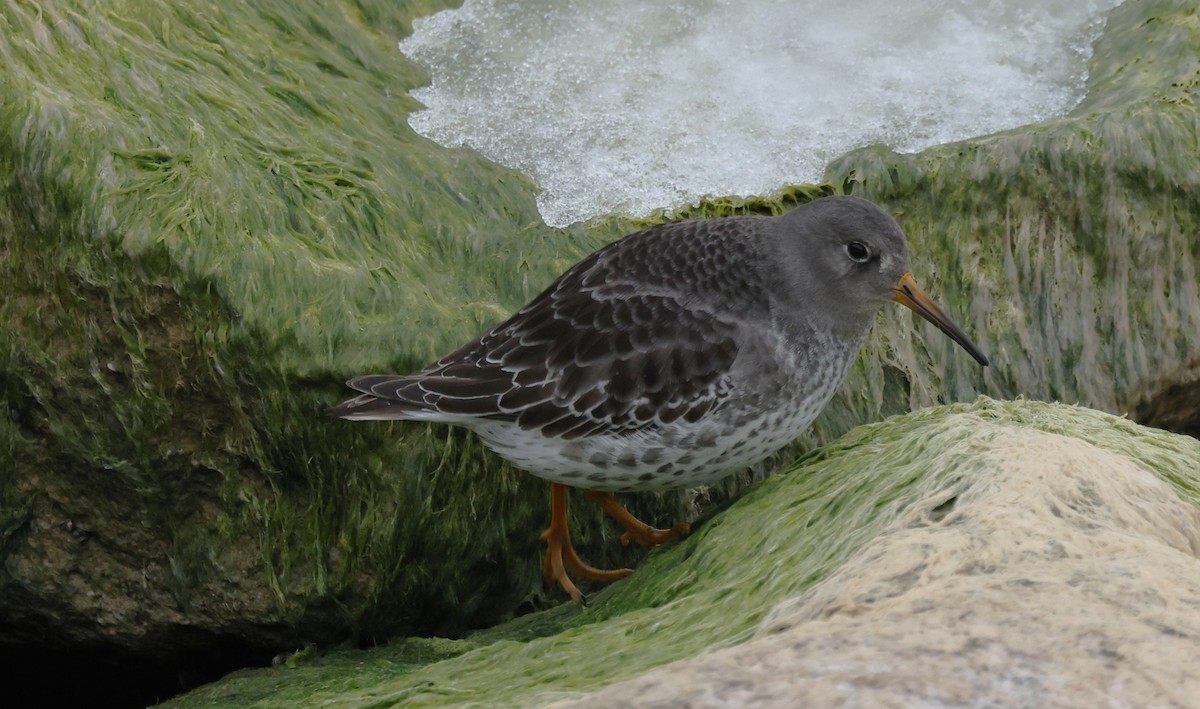 Purple Sandpiper - ML646478395