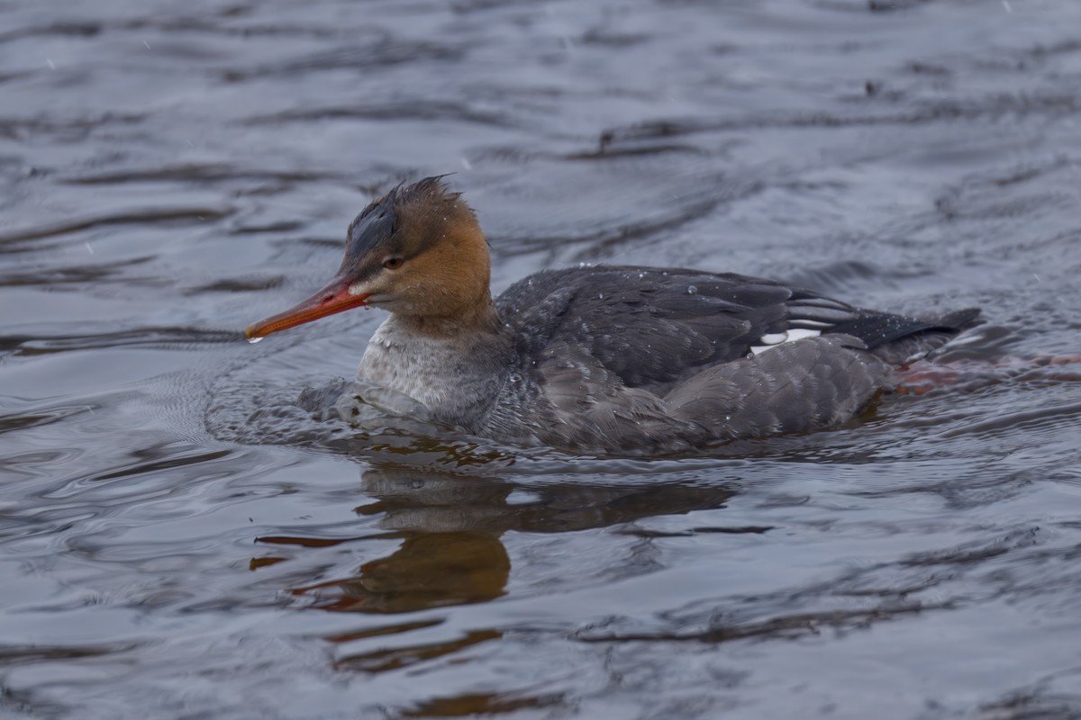Red-breasted Merganser - ML646478396
