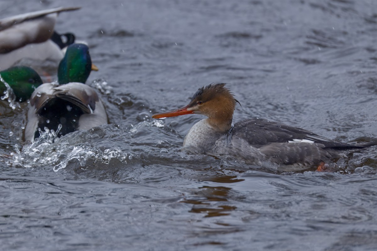 Red-breasted Merganser - ML646478397