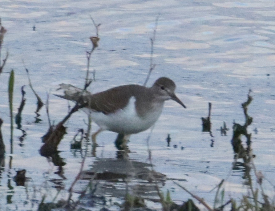 pisík obecný - ML646478398