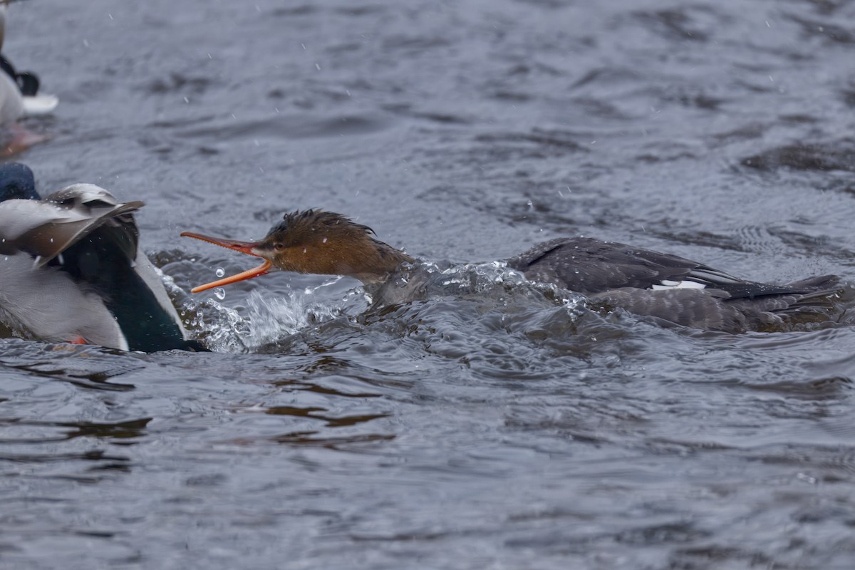 Red-breasted Merganser - ML646478399