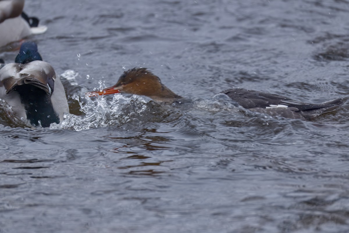 Red-breasted Merganser - ML646478400