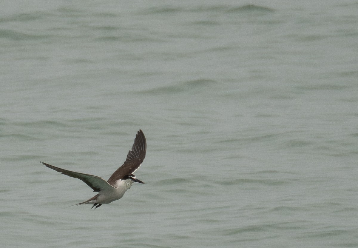Bridled Tern - ML646478403