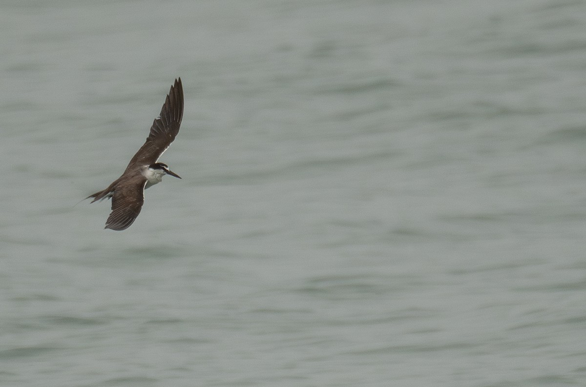 Bridled Tern - ML646478404