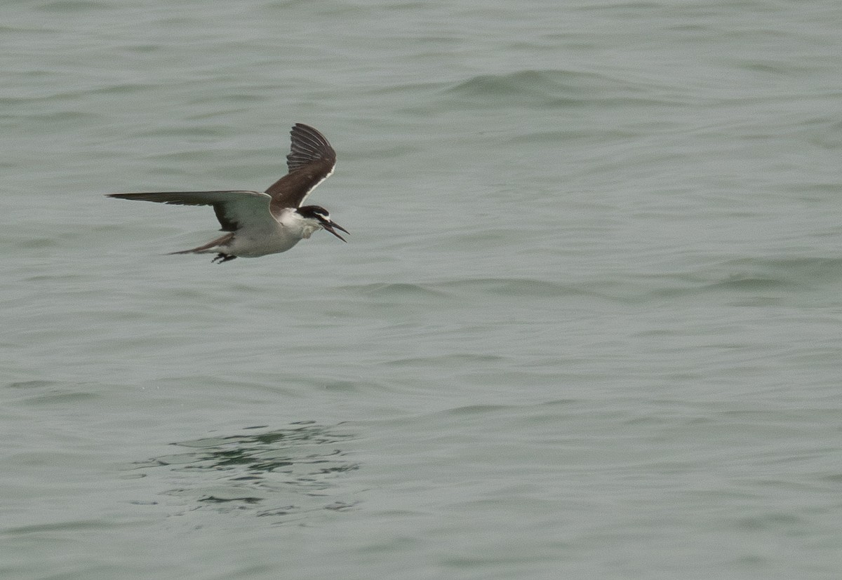 Bridled Tern - ML646478405