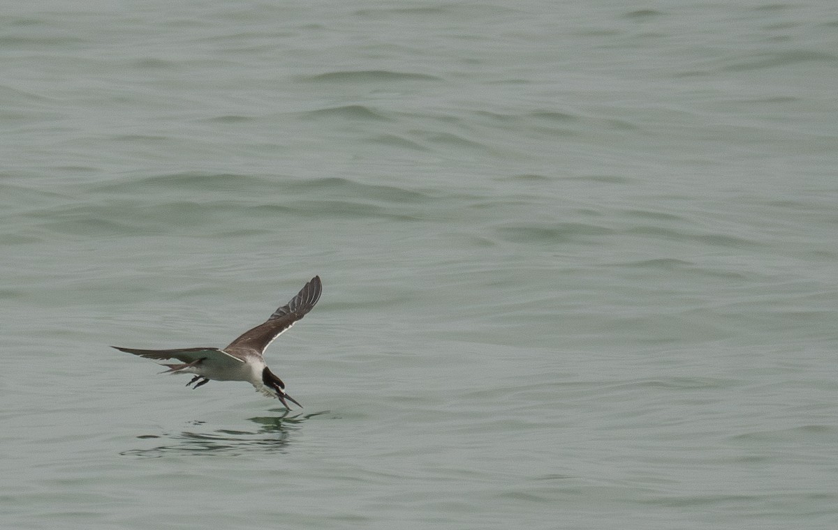 Bridled Tern - ML646478406