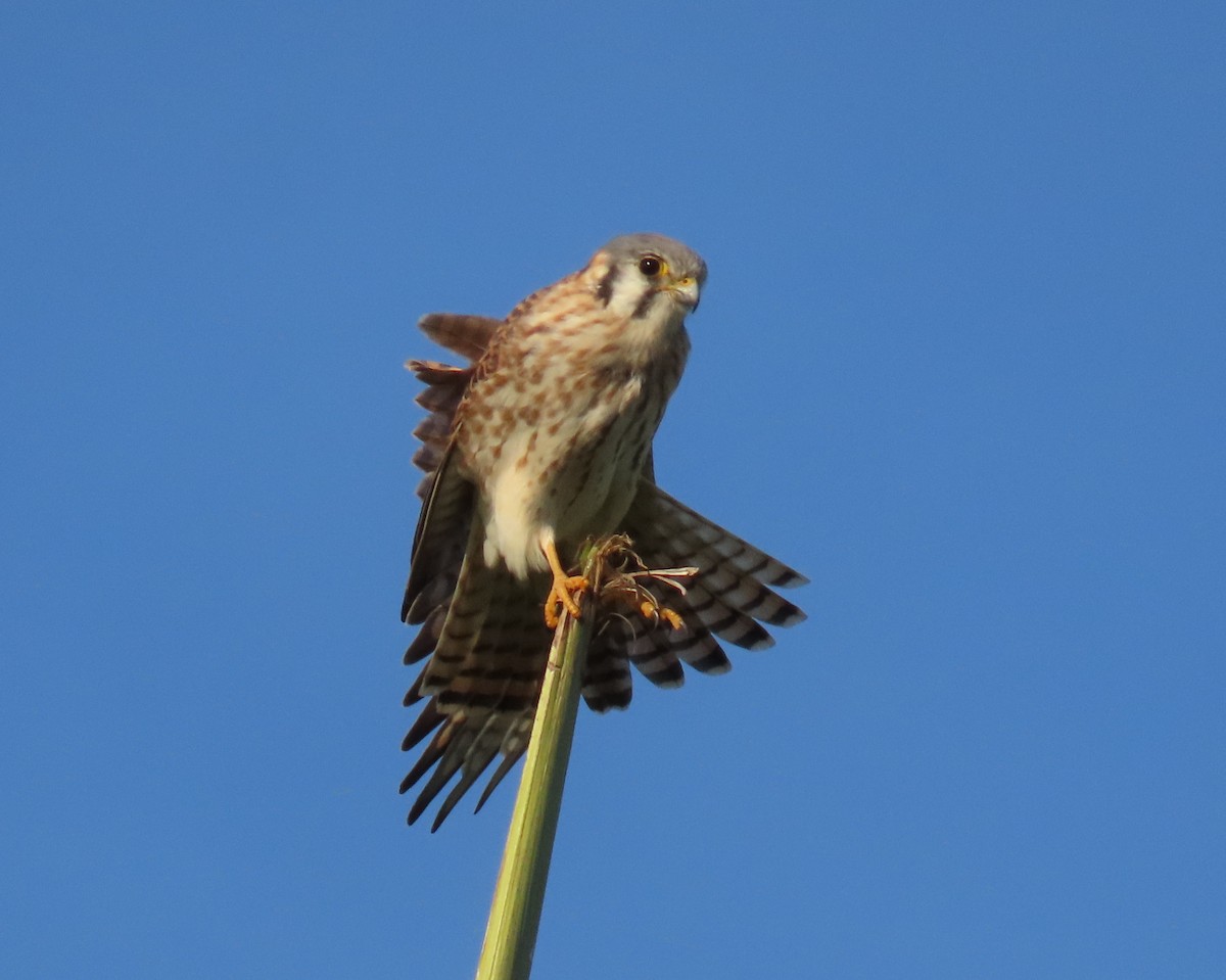בז אמריקני - ML646478407