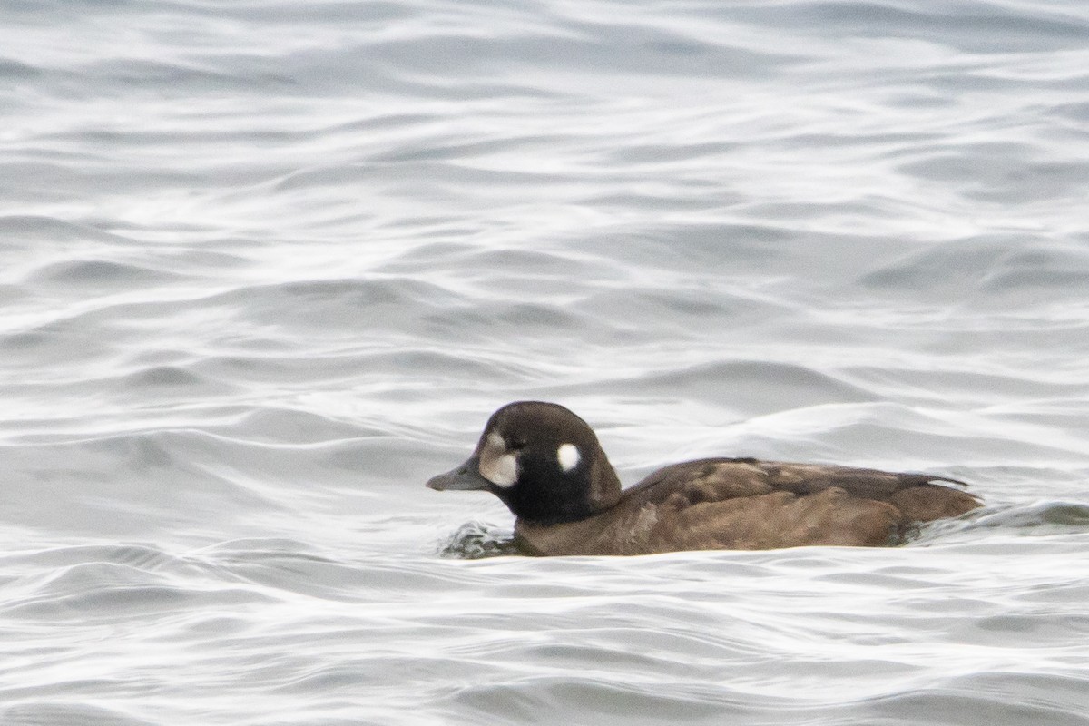 Harlequin Duck - ML646478410