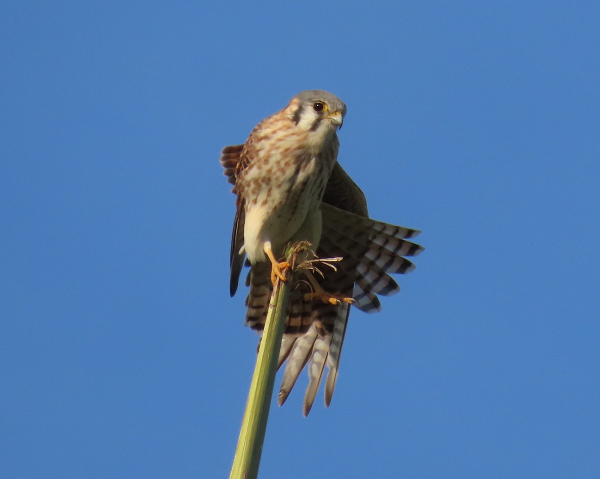 בז אמריקני - ML646478415
