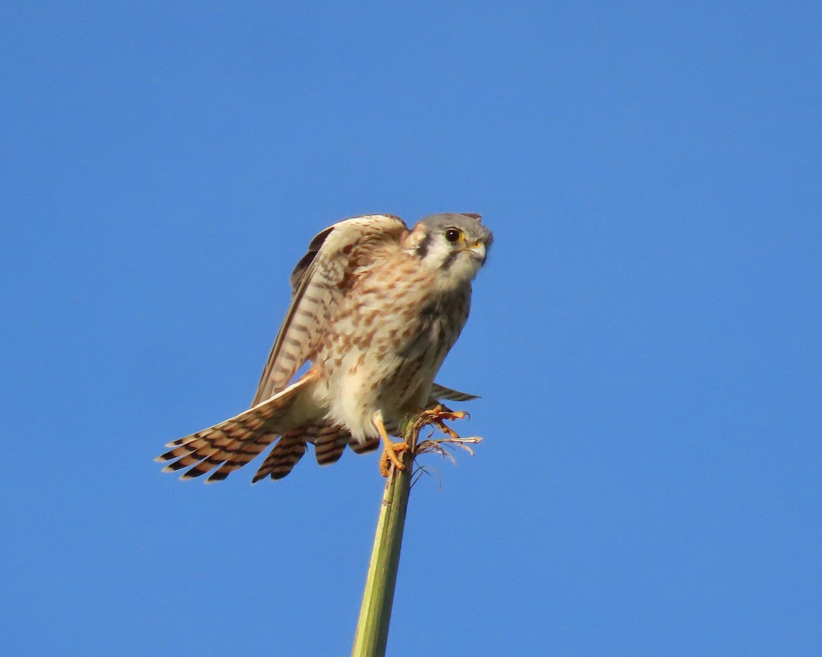 בז אמריקני - ML646478416