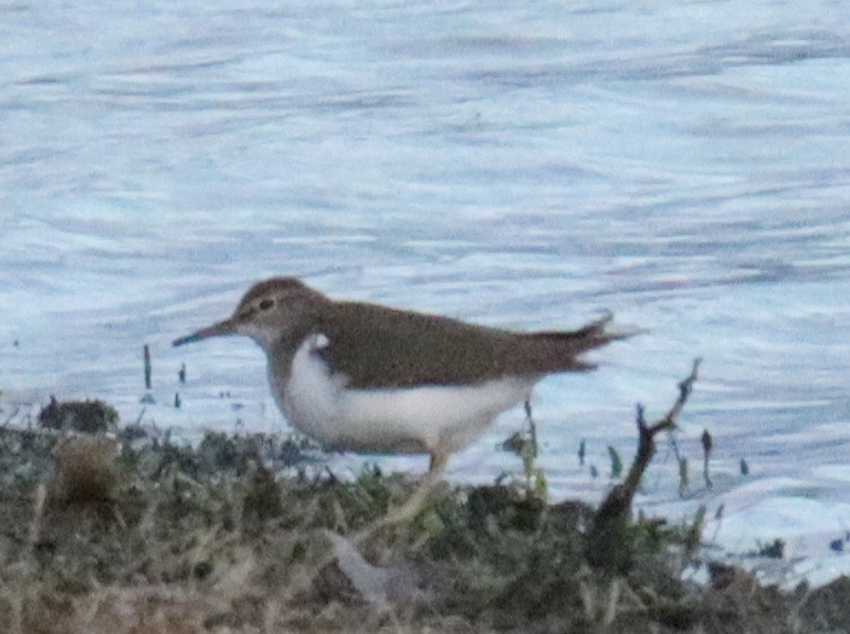 pisík obecný - ML646478418