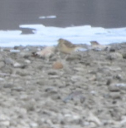 American Pipit - ML646478424